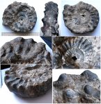 Макроконх Peltoceras