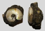 Craspedites nekrassovi