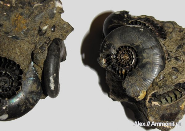 аммониты, юра, Kachpurites, волжский ярус, Ammonites, Kachpurites cheremkhensis, Volgian, Jurassic
