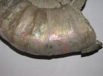 Параллельные царапины на раковине Binatisphinctes