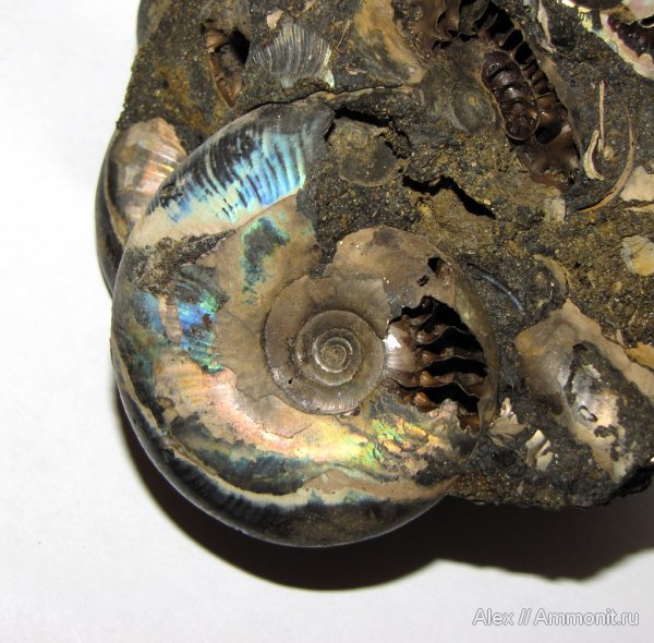 аммониты, юра, Kachpurites, волжский ярус, р. Черемуха, Ammonites, Kachpurites cheremkhensis, Garniericeratinae, Volgian, Jurassic