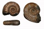 Peltoceras sp.