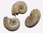 Поврежденный Kosmoceras