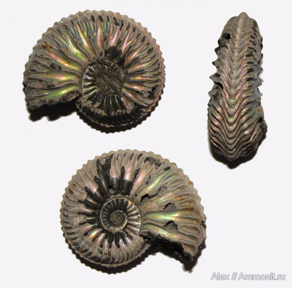 аммониты, юра, Михайлов, Cardioceras, оксфорд, Cardioceras cordatum, Cardioceratidae, Ammonites, Cardioceratinae, Oxfordian, Jurassic