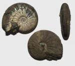 Virgatites virgatus