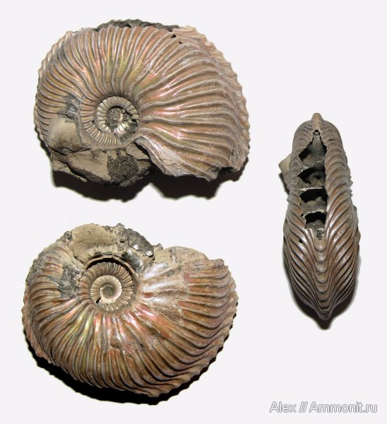 аммониты, юра, Михайлов, Cardioceras, оксфорд, Cardioceratidae, Ammonites, Cardioceratinae, Cardioceras bukowskii, Oxfordian, Jurassic