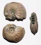 Cardioceras bukowskii