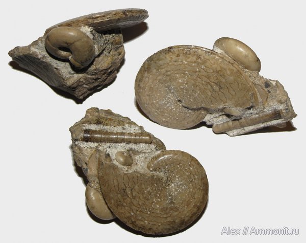 аммониты, пермь, Prolecanitida, Goniatitida, Medlicottia, Ammonites, Dolorthoceras, Dolorthoceras stiliforme, Medlicottia orbignyana, Pseudorthocerida, Permian
