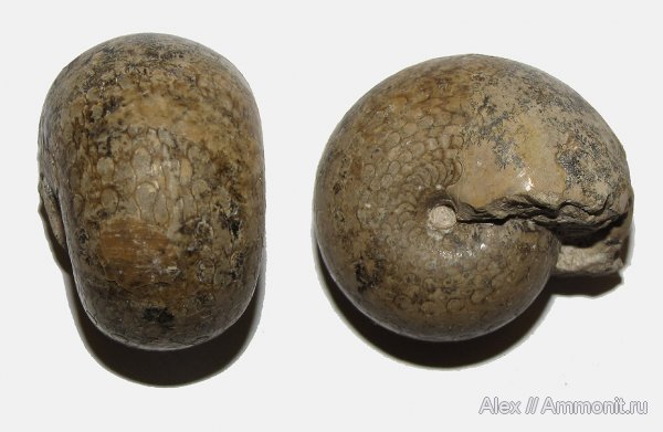 аммониты, пермь, Waagenina, Goniatitida, Ammonites, Vidrioceratidae, Permian