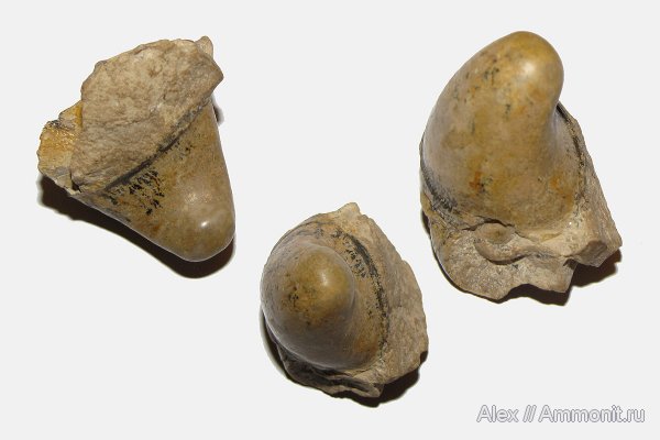 моллюски, пермь, Казахстан, Permian, Dentoceras