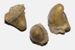 Пермская непонятность (Dentoceras ?)