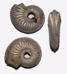 Cardioceras praecordatum