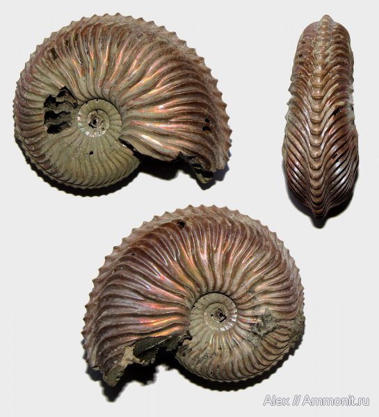 аммониты, юра, Михайлов, Cardioceras, Cardioceras alphacordatum, Cardioceratidae, Ammonites, Cardioceratinae, Jurassic