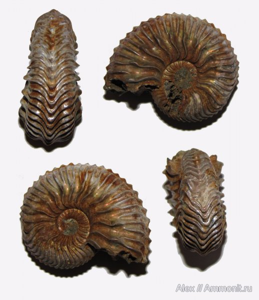 аммониты, юра, Михайлов, Cardioceras, прижизненные повреждения, Cardioceras quadrarium, Cardioceratidae, Ammonites, Cardioceratinae, ammonoid sublethal injuries, Jurassic