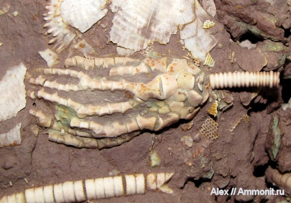 морские лилии, карбон, Цемгигант, криноидеи, Trautscholdicrinus