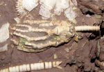 Морская лилия Trautscholdicrinus sp.
