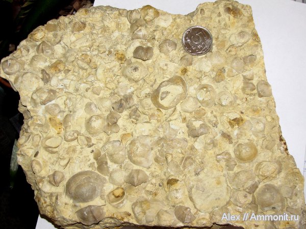 брахиоподы, девон, Devonian, Ripidiorhynchus, Cyrtospirifer, Cyrtospirifer zadonicus, Spiriferida, Donalosia multispinosa, Ripidiorhynchus huotinus, Donalosia