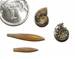 Маленькие Kosmoceras и белемниты Hibolites