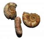 Три аммонита Peltoceras sp.