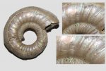Множественные "царапины" на раковине аммонита Binatisphinctes