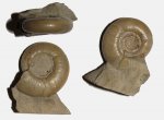 Пермский аммонит Eothinites kargalensis