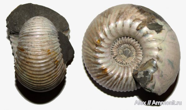 аммониты, Cadoceras, Cadoceras elatmae, Просек, Cadoceratinae, Cardioceratidae, Ammonites