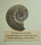 Kosmoceras proniae