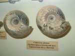 Cadoceras elatmae из музея