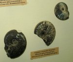 Аммониты Virgatites gerassimovi