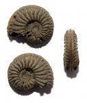 Аммонит Amoeboceras alternans
