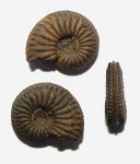 Amoeboceras alternans