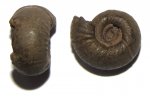 Аммонит из семейства Perisphinctidae
