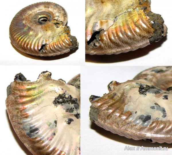 аммониты, юра, Михайлов, Lunuloceras, келловей, прижизненная окраска, Hecticoceratinae, Ammonites, ammonite color pattern, точечный слой, Callovian, Jurassic, Middle Jurassic