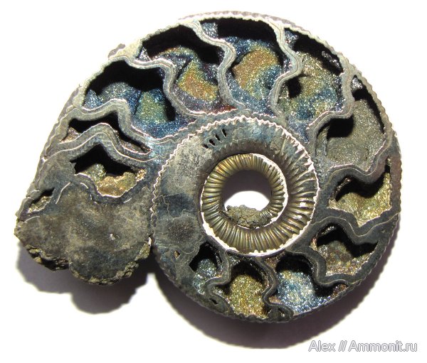 аммониты, юра, Михайлов, Binatisphinctes, келловей, Ammonites, Callovian, Jurassic, Middle Jurassic