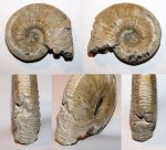 Сильно укушенный Kosmoceras phaeinum