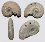 Слабо укушенный Kosmoceras phaeinum