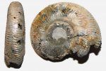 Поврежденная раковина Binatisphinctes