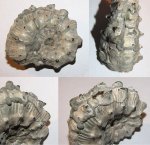 Kosmoceras gemmatum с сохранившимися шипами