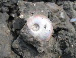Garniericeras catenulatum из Еганово