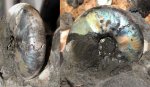 Крупный Craspedites okensis