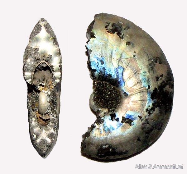 аммониты, юра, волжский ярус, Garniericeras, Еганово, поперечное сечение, Ammonites, Volgian, Jurassic