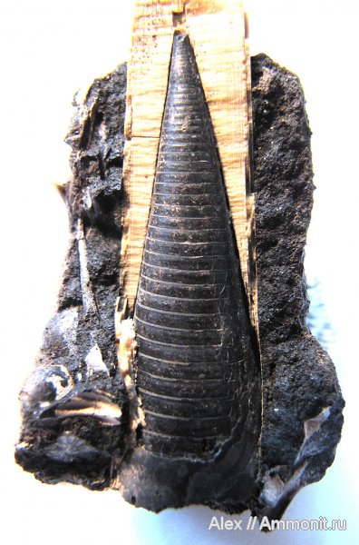 белемниты, волжский ярус, фрагмоконы, Volgian, belemnites, phragmocones