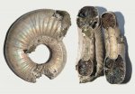 Аммонит Binatisphinctes mosquensis с кристаллами пирита