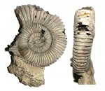 Peltoceratoides sp.