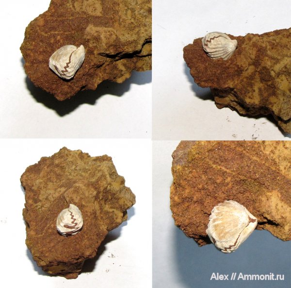 брахиоподы, юра, нижний келловей, Ivanoviella, Спартак, Ivanoviella alemanica, Rhynchonellida, Jurassic, Lower Callovian