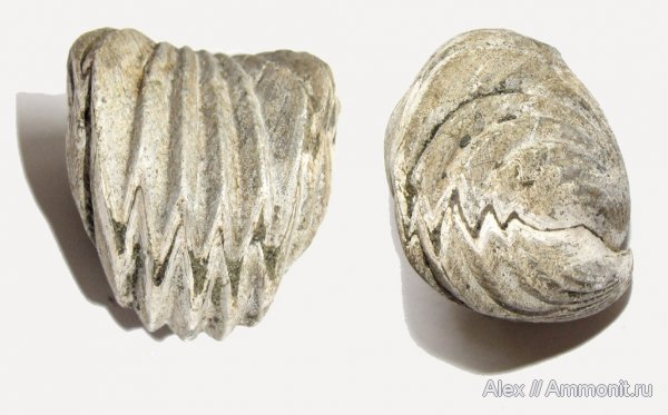 брахиоподы, юра, волжский ярус, Mosquella oxyoptycha, Mosquella, Rhynchonellida, Volgian, Jurassic