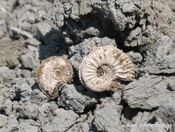 аммониты, юра, Cardioceras, оксфорд, Спартак, Cardioceratidae, Ammonites, Cardioceratinae, Oxfordian, Jurassic