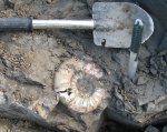Binatisphinctes pseudomosquensis, макроконх