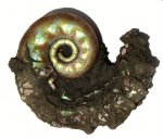 Аммонит Brightia sp.