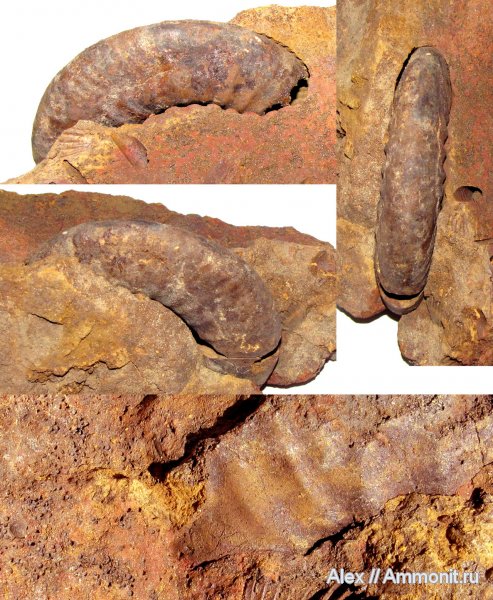 аммониты, юра, нижний келловей, Perisphinctidae, Спартак, ушки, устье, Ammonites, Microconchs, lappets, Jurassic, Lower Callovian